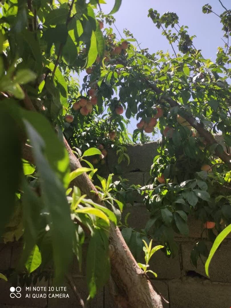 باغ