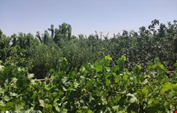 خرید باغ،ویلا با 2 اتاق