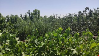 خرید باغ،ویلا با 2 اتاق
